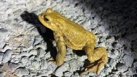 Emma Hallewell A small green toad with hues of yellow. It is on a gravel surface. It has brown eyes.