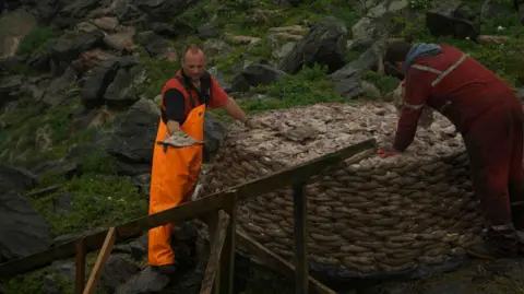 Two hunters stand on rocky terrain picking dead gannets off of a large basket