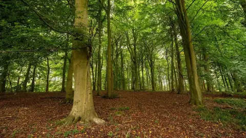 A view of a wood with tall trees in full bloom and a covering of brown leaves and other material on the forest floor