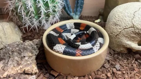 The snake has black, white and dark orange markings. It is curled up in a brown ceramic bowl inside its enclosure. The floor has wood chips and there is a cactus and an ornament shaped like a skull.