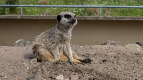Dudley Zoo A meerkat is sat down on a pile of dirt.