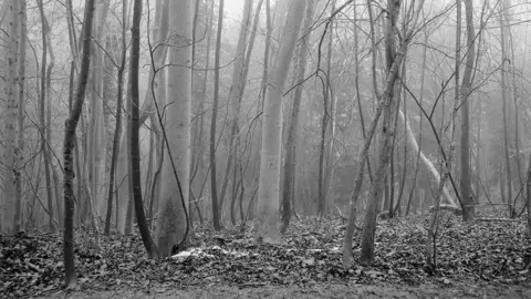 Jude Wall Black and white image of former burial site in forestry, with bare trees and leaves on the ground