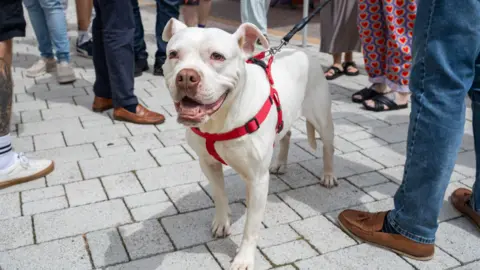 Utilita Tilly is standing in a grey patio area looking slightly away from the camera. She has a white short fur coat and her face looks like a mixture of a Staffordshire bull terrier and boxer. She has a red harness around her chest with a black lead clipped to the top of it. Her mouth is slightly open like she is smiling and panting. In the background are a number of people standing in groups as though they are talking to each other at an event.