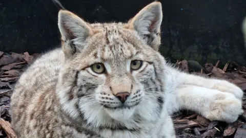 Lynx lying down on bark staring at the camera.