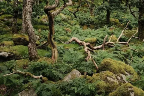 @tomdauben La photo montre des spirales de branches d'arbres sur le sol du parc national de Dartmoor. Le sol est couvert de feuillage et il y a un certain nombre d'arbres dans cette scène verdoyante et boisée.