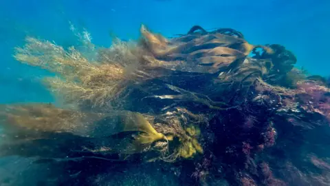 Paul Boniface Several kelp plants attached to a rock under the water.