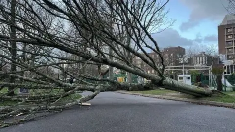 A large tree fallen across a road, pictured against a winter sky