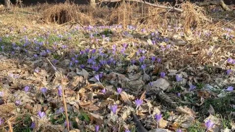 Wollaton Hall A small area of dead leaves and grasses with purple flowers sticking out