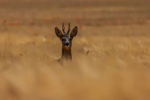 Jonathan Head A deer peeps out from a wheat field