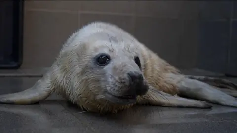 Jamie Niblock/BBC A white fluffy seal pup lies on the grey floor of the seal hospital. Its front flippers are splayed out either side of him, and his tail is curled to the side.