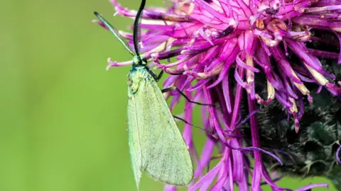 David Green Forester Moth