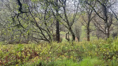 A carpet of young aspen saplings, about a foot high, with more mature trees in the background.