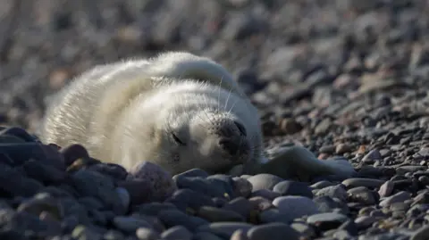 Cumbria Wildlife Trust A grey seal pup. The pup is fluffy and white and is leaning over on its back. It rests on blue grey cobbled stones. 