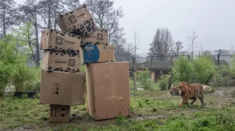 West Midlands Safari Park A tiger approaching a tall tower of cardboard boxes in a grassy area