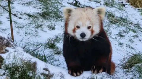 A red panda looking at the camera, they are sat on snowy grass