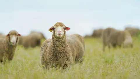 Getty Images A flock of sheep in a field. There is two sheep looking towards the camera, with one more prominent than the other.