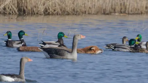 Brian Needham The top of the fox can be seen as she swims alongside a whole host of geese and ducks.