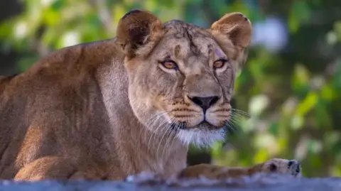 The Big Cat Sanctuary Lioness Yuna pictured outside in her enclosure at The Big Cat Sanctuary