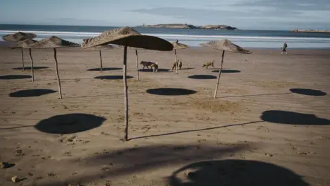 Getty Images / Raquel Maria Carbonell Pagola A beach where about five stray dogs can be seen walking around. 