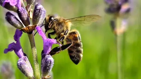 Rebekah A close-up of a honey bee sitting on a lavender flower gathering nectar from inside the bloom.