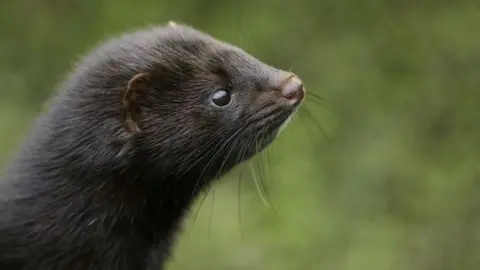 Getty Images A mink