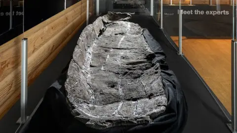 A close-up of a preserved Bronze Age log boat from one end. It is resting in a display cabinet on a black background and has a gently curved edge on the left, and is flatter on the right. It is encased in glass. 