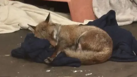 Secret World Wildlife Rescue A small female fox lying asleep on a blue blanket.