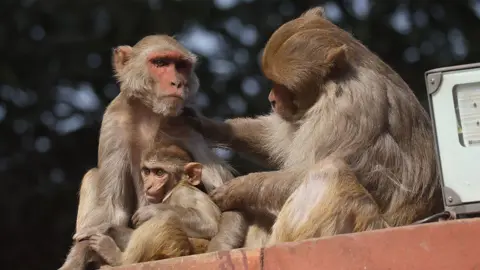  Macaques rest on the wall of the presidential palace during the welcoming ceremony at the Rashtrapati Bhavan Presidential Palace