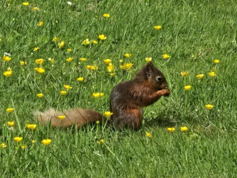 Ann Lockhart Red squirrel sitting in grass amid yellow buttercup flowers.
