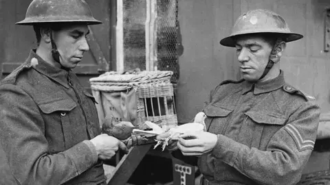 A black-and-white photo of two soldiers holding pigeons next to a basket during World War Two.