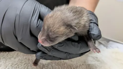 Vale Wildlife Hospital A fox cub held in gloved hands