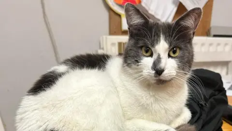 A close-up of a grey and white cat, which sits on a black bag on a table. A radiator can be seen in the background