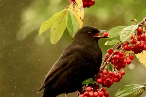 Graham Christie Small black bird, sitting on a branch with its beak open, carrying a small red berry, perched on a branch with more berries with falling rain faintly visible 