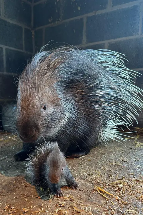 Bridlington Animal Park A brown baby porcupine with white spikes on its back is sat in an enclosure in front of a larger porcupine sat behind it.