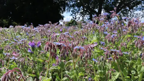 Stockton Conservatives A close-up shot of purple wildflowers in a field on a sunny day.