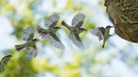 Andrew Fusek Peters In a series of images a male pied flycatcher is seen bringing food to its nest