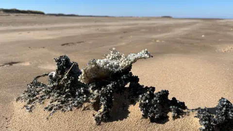 Shaun Whitmore/BBC A mass of plastic pellets fused together to form coral-like lumps. They are white and grey and black. They are on a beach, partially covered in sand