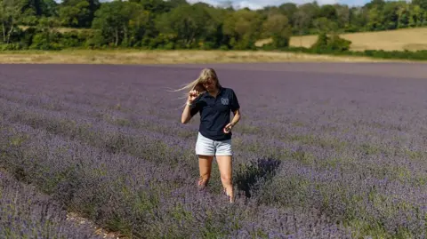 A worker checks a lavender crop at Castle Farm in Kent