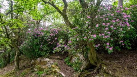 Caz Austen/PA Media A rhododendron ponticum bush