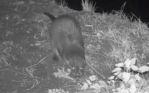 An otter is pictured in the middle of the night on a camera on a river bank. It is roaming around the bank.