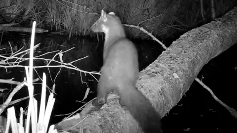 Longleat An infrared image in black and white of a pine marten perched on a log across a stream, looking about to pounce