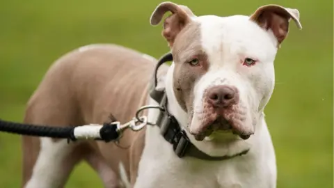 PA Media A brown and white XL Bully wearing a thick khaki collar with a buckle clasp, and a black rope lead. The dog is standing in a field with green out of focus background, and is looking at the camera.