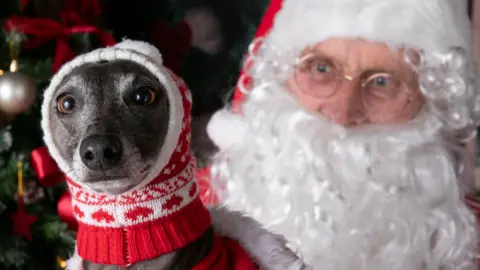 Seven Springs Studios A greyhound wearing a red balaclava. In the background, Santa Claus is looking at him.