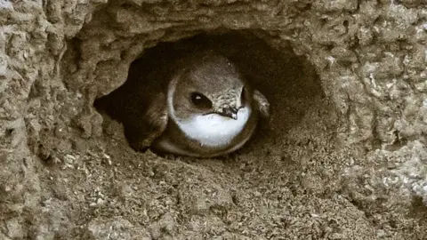 A close-up image of a brown and white sand martin peeking out of a sandy mud burrow.