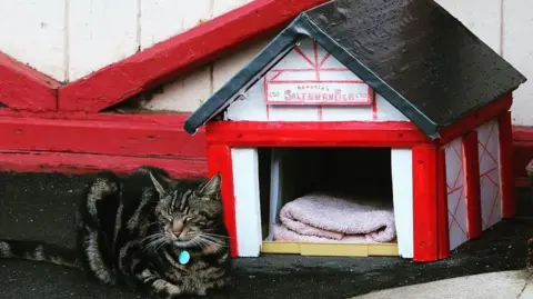 Handout Hendrix sleeping with his toes curled up next to a miniature version of the Saltburn Pier Amusements building. It is a tiny read and white pier cat house with a black roof and a writing above the entrance saying Hendrix's Saltburn Pier. There is pink towel inside. 