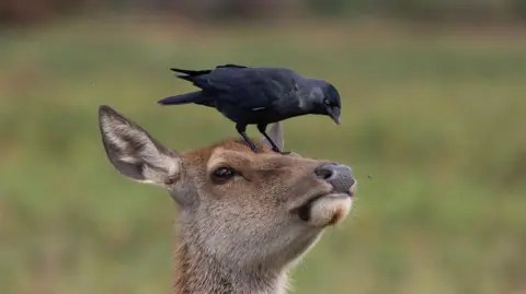 Getty Images A jackdaw standing on the head of a deer.