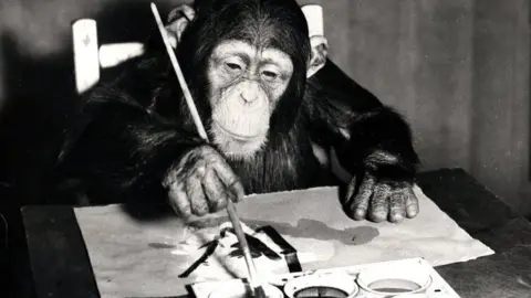 Getty Images Congo the chimp is in a black and white photo of him painting a piece of paper with a paint brush