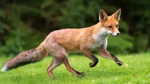 Getty Images A fox runs through a green field.