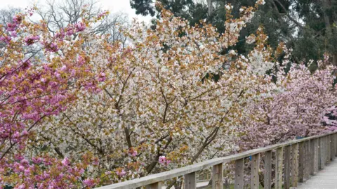 Batsford Arboretum Trees at Batsford Arboretum