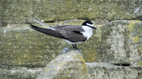 An arctic tern sitting on a rock 